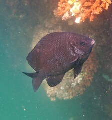 Parma oligolepis