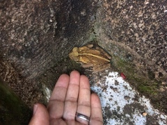 Rhinella crucifer