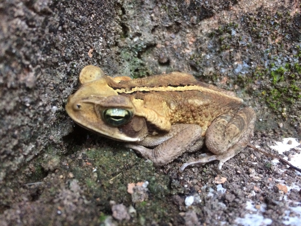 Striped Toad