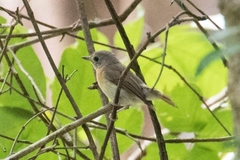 Cyornis rubeculoides