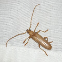 Atylostagma politum