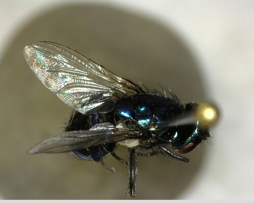 iNaturalist observation photo of Chrysomyinae