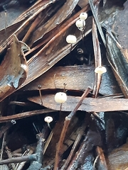 Marasmius crinis-equi