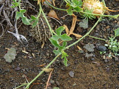 Cucumis africanus
