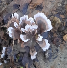 Thelephora vialis