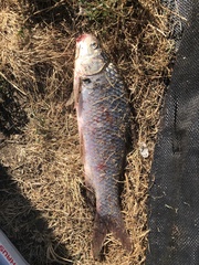Carpiodes carpio