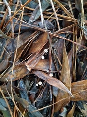 Marasmius crinis-equi