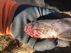 Carpiodes carpio