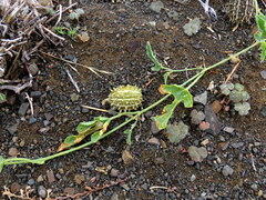 Cucumis africanus