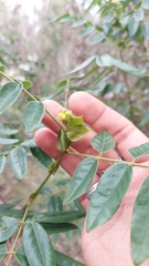 Senna stipulacea anglorum