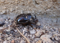 Copris hispanus cavolinii