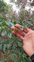 Senna stipulacea anglorum