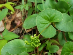 Micropleura renifolia