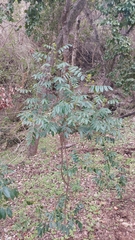 Senna stipulacea anglorum