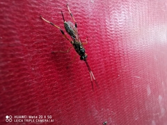 Ichneumonidae