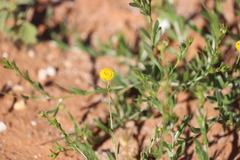 Leptorhynchos baileyi