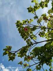 Brachychiton discolor