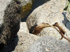 Thamnophis eques obscurus