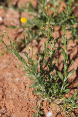 Leptorhynchos baileyi