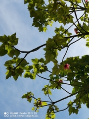 Brachychiton discolor