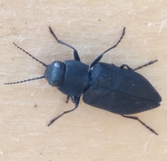 Melanophila acuminata