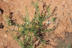 Leptorhynchos baileyi