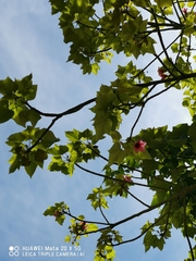 Brachychiton discolor