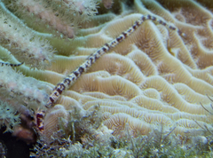 Cosmocampus albirostris