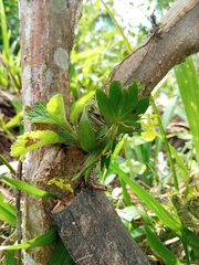 Erycina pumilio
