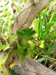 Erycina pumilio