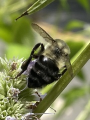 Bombus impatiens