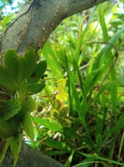 Erycina pumilio
