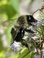 Bombus impatiens