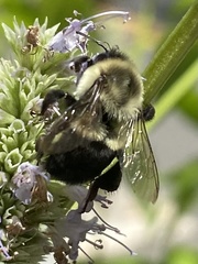 Bombus impatiens