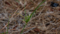 Cyperus filicinus