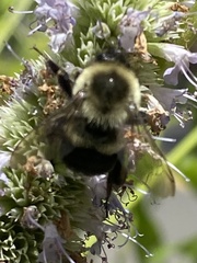 Bombus impatiens