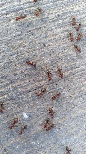 Bicolored Amazon Ant