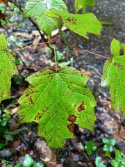 Acer skutchii