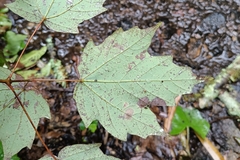 Acer skutchii