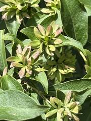 Zabelia mosanensis