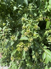 Zabelia mosanensis
