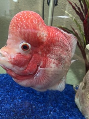 Amphilophus labiatus × cichlasoma trimaculatum