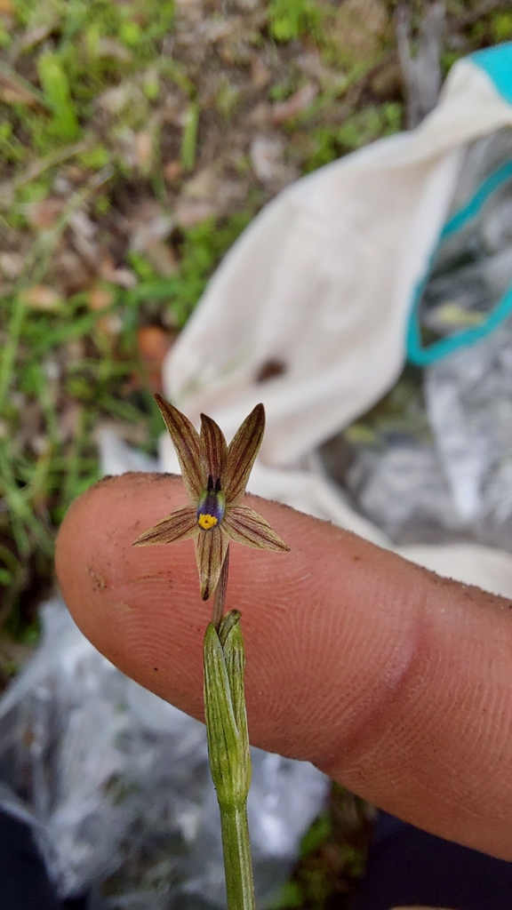 Miersia leporina