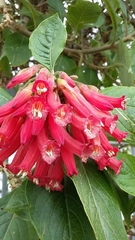 Iochroma coccineum