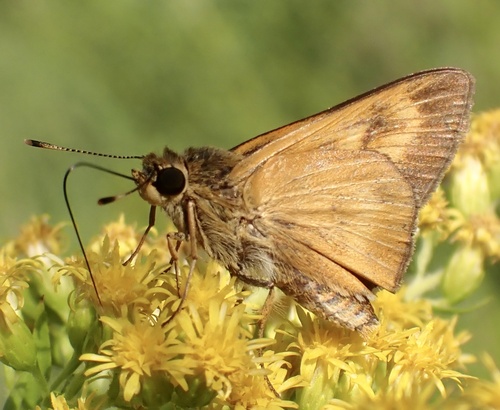 Byssus Skipper photo 6