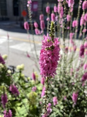 Lythrum salicaria