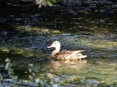 Anas platyrhynchos