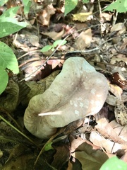 Hypomyces melanocarpus