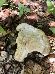 Hypomyces melanocarpus