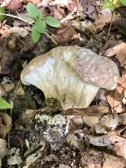 Hypomyces melanocarpus